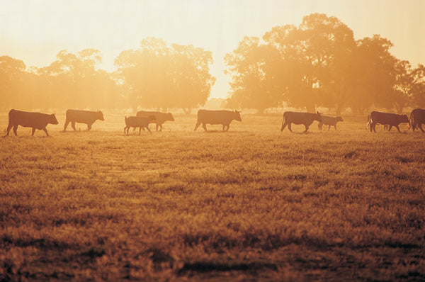 Argentinian Angus cattle in a field with sunset
