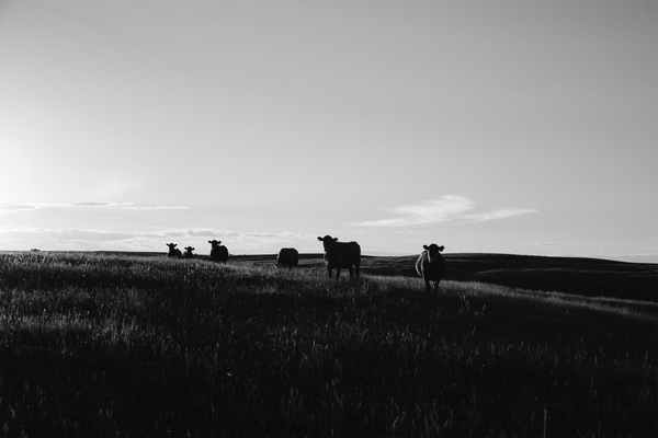 Cattle in a big field in New Zealand