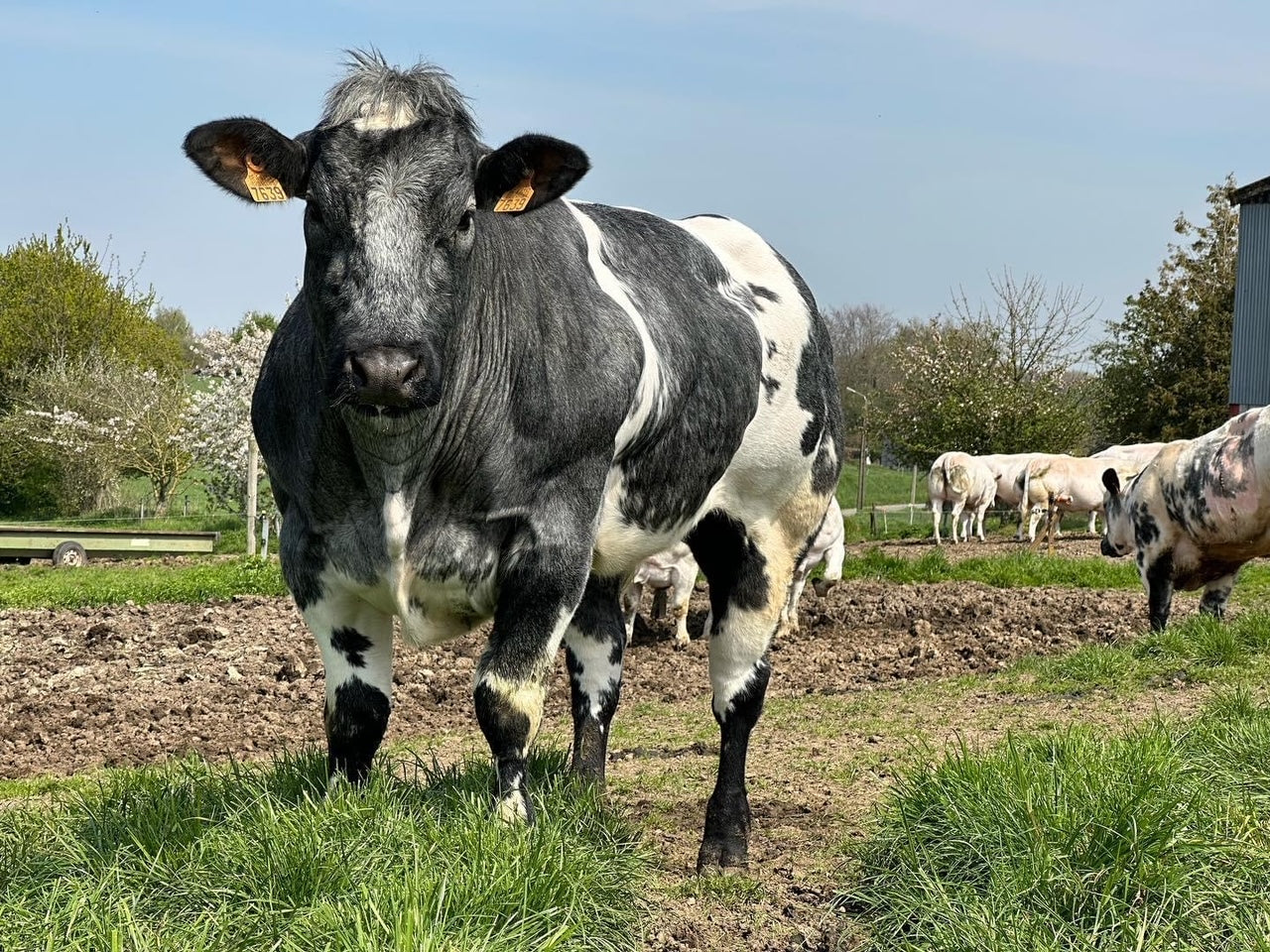 The Health Benefits of Flanders Beef – OS Meatshop