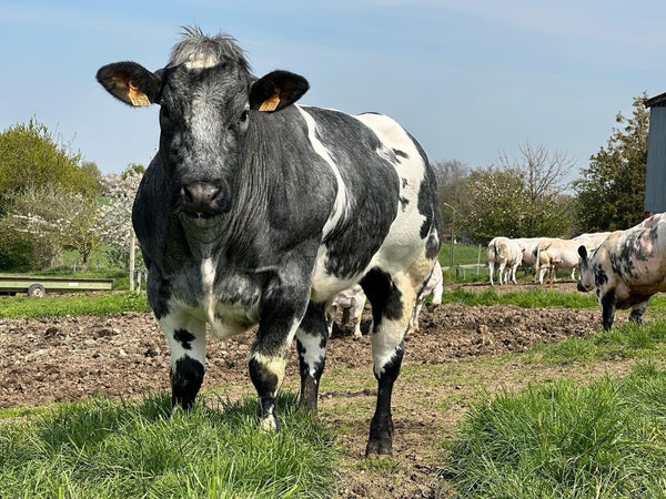 The Health Benefits of Flanders Beef