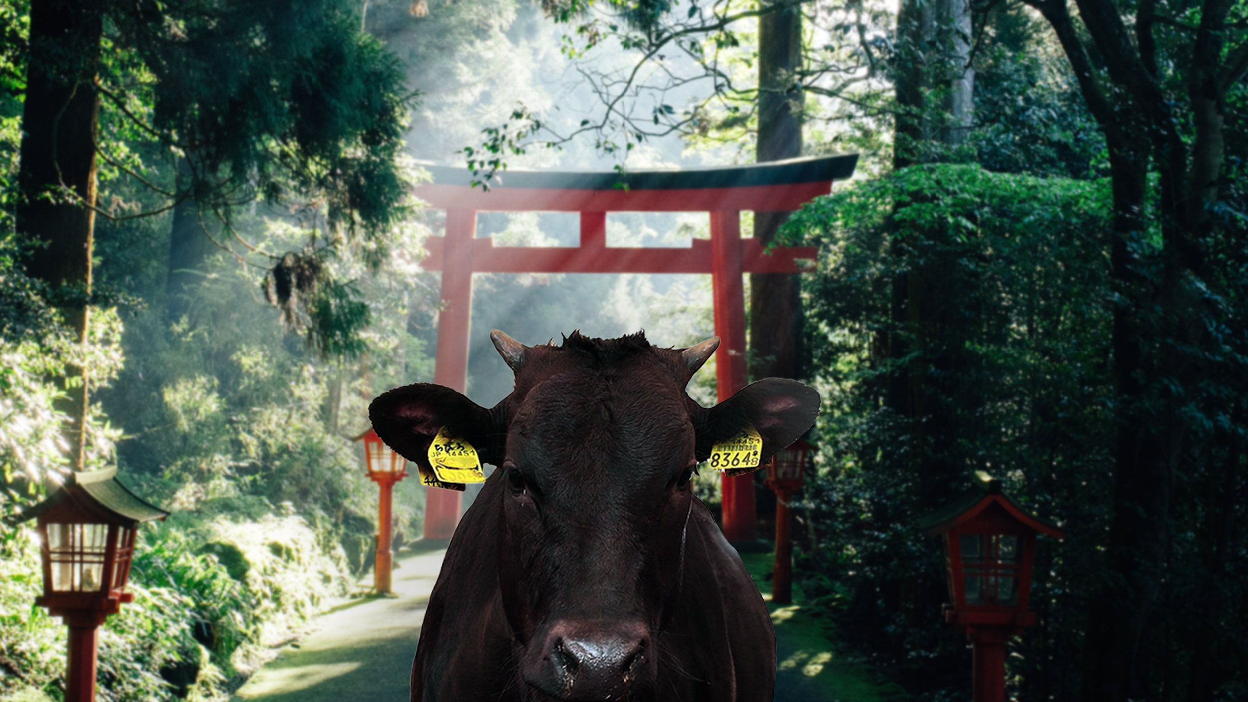 Olympic Cows The Wagyu Olympics 2022: explanation and winners – OS Meatshop