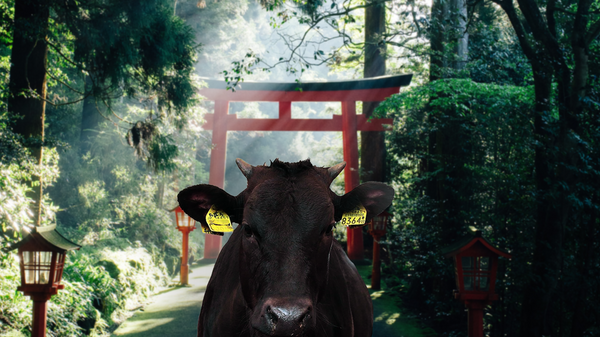 Wagyu cow standing in front of Japanese arch